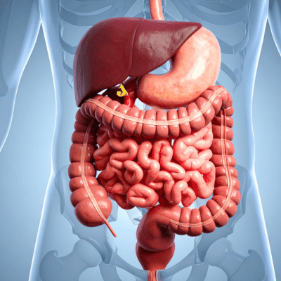 Digestion & Gut